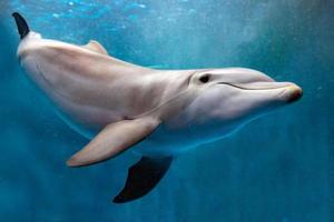 delfín bajo el agua en el océano azul mirada de cerca
