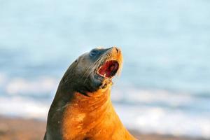 león marino en la playa patagonia foto