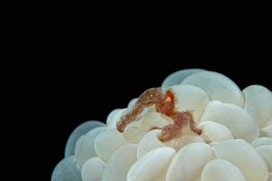 Red orang utan crab on bubble coral photo