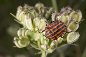 red and black beatle insects photo