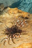 Scorpion Lion fish portrait photo