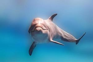dolphin underwater on blue ocean close up look photo