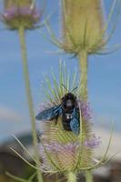 black hornet while sucking pollen photo