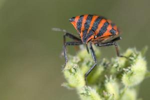 red and black beatle insects photo