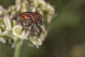 red and black beatle insects photo