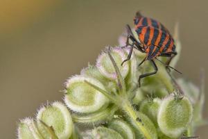 red and black beatle insects photo