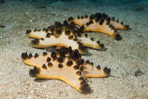 A pink orange and black sea star group close up on the sand background photo