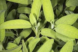 sagebrush plant close-up photo