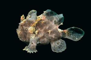 black big frog fish underwater photo