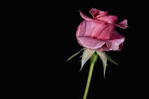 rose on black photo