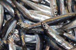 anchoas frescas pescado en el mercado foto