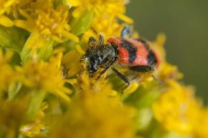 red and black beatle insects photo