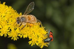 Bee while sucking pollen photo