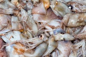 calamares frescos en el mercado foto