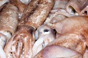 calamares frescos en el mercado foto