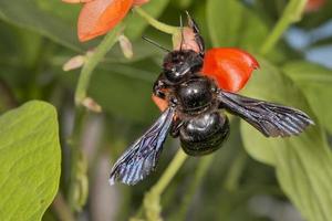 black hornet while sucking pollen photo