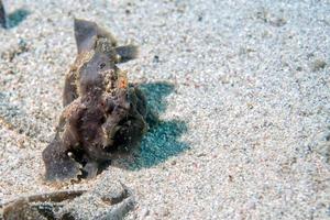 black big frog fish underwater photo