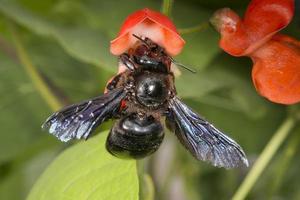 black hornet while sucking pollen photo