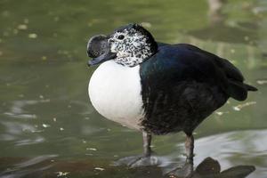 Isolated black and white goose while standing photo