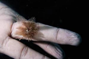 Small nudibranch on diver hand photo