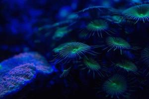 hard coral macro on night dive light photo