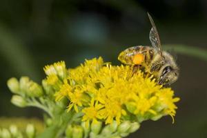 Bee while sucking pollen photo
