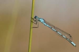 A blue dragonfly on brown background photo