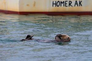 A sea otter swiming on the back in Homer, Alaska photo