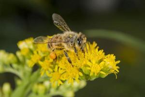 Bee while sucking pollen photo