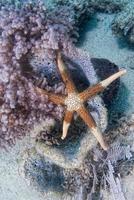 estrellas de mar en un arrecife colorido fondo de paisaje submarino foto