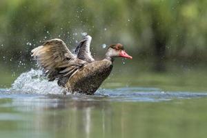 Wiild Duck while splashing on water