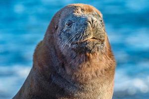 male sea lion on the beach photo