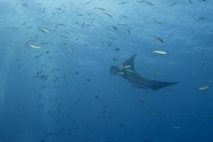 Manta in the deep blue sea photo