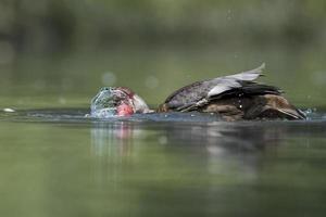 pato salvaje mientras chapotea en el agua foto