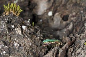 green small beetle photo