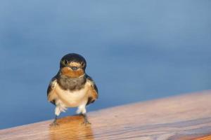 un pájaro golondrina veloz del retrato de África en el fondo azul del mar foto