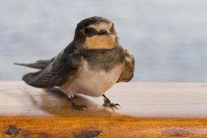 Swift swallow bird from africa photo