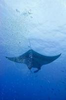 A manta in the deep blue sea photo