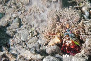 Mantis Lobster defending nest photo