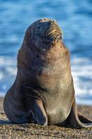 male sea lion on the beach photo