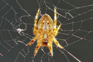 A spider hanging in its web net photo