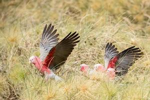 Australia cacatua galahs cerca retrato foto