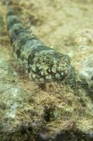 Colorful lizard fish on reef rocks photo