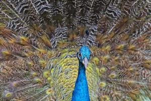 peacock bird wonderful feather open wheel portrait photo