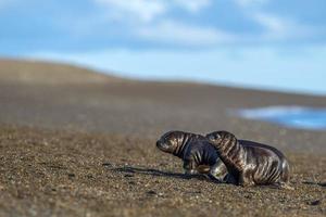 baby newborn sea lion on the beach in Patagonia photo