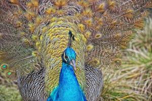 peacock bird wonderful feather open wheel portrait photo