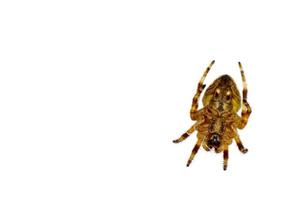 Isolated spider hanging on white background photo