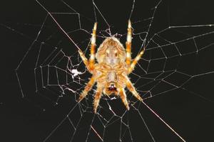 una araña colgando en su red web foto