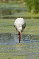 Stork portrait while eating a fish photo