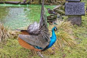 peacock bird wonderful feather open wheel portrait photo